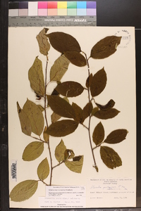 Stewartia ovata image