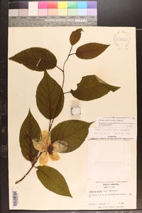 Stewartia ovata image