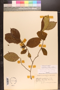 Stewartia ovata image