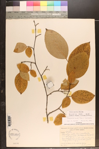 Stewartia ovata image