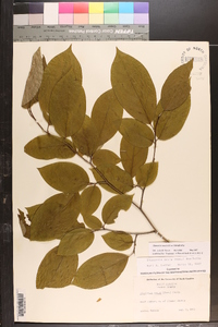 Stewartia ovata image