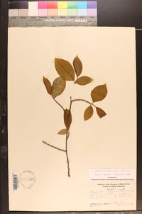 Stewartia ovata image