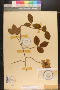 Stewartia malacodendron image