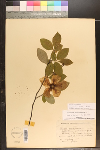 Stewartia malacodendron image