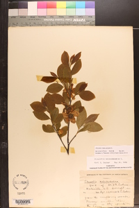 Stewartia malacodendron image