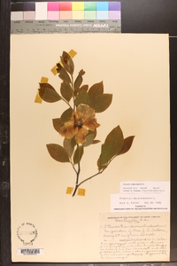 Stewartia malacodendron image