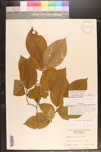 Stewartia ovata image