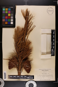 Pinus pungens image