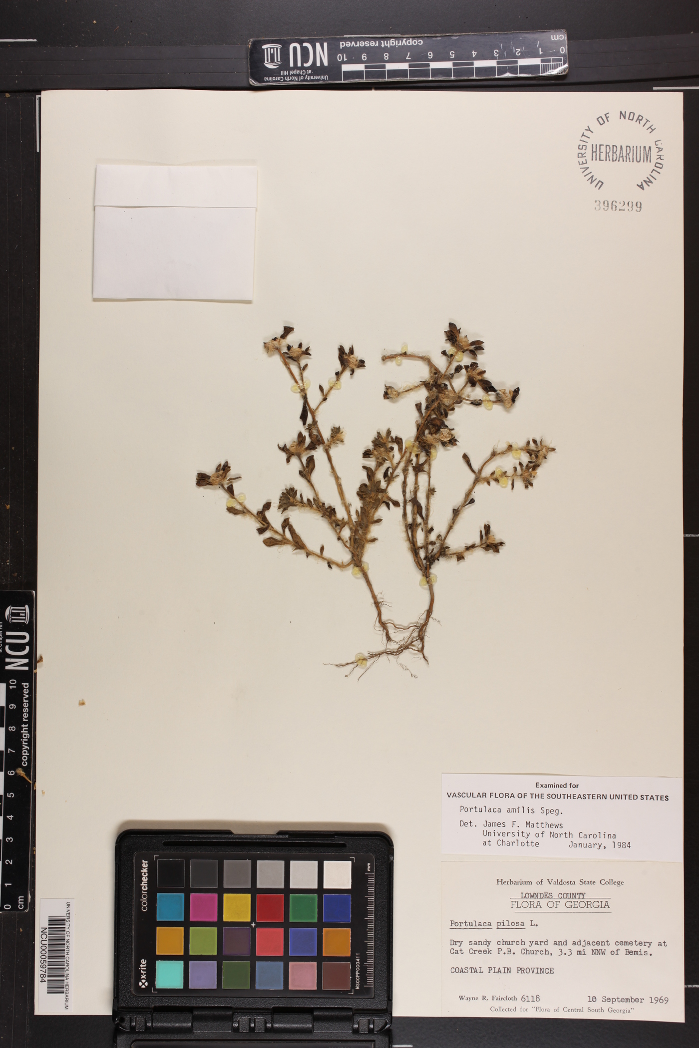 Portulaca amilis image