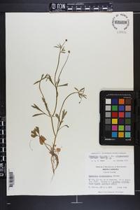 Ranunculus allegheniensis image