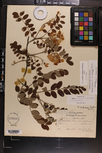 Robinia hartwigii image