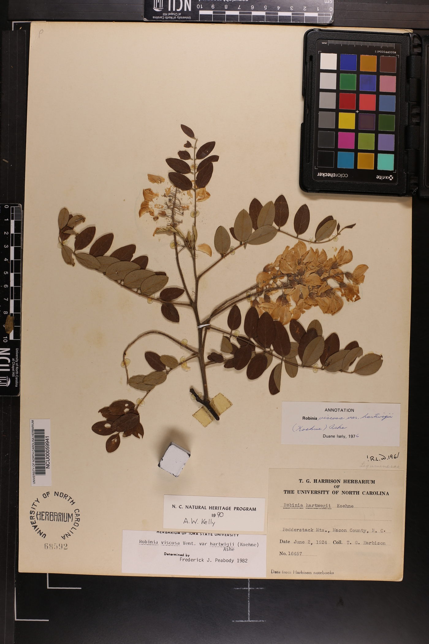 Robinia hartwigii image