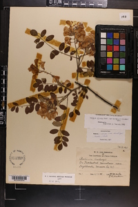 Robinia hartwigii image