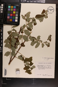 Robinia hartwigii image