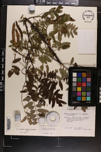 Robinia hartwigii image