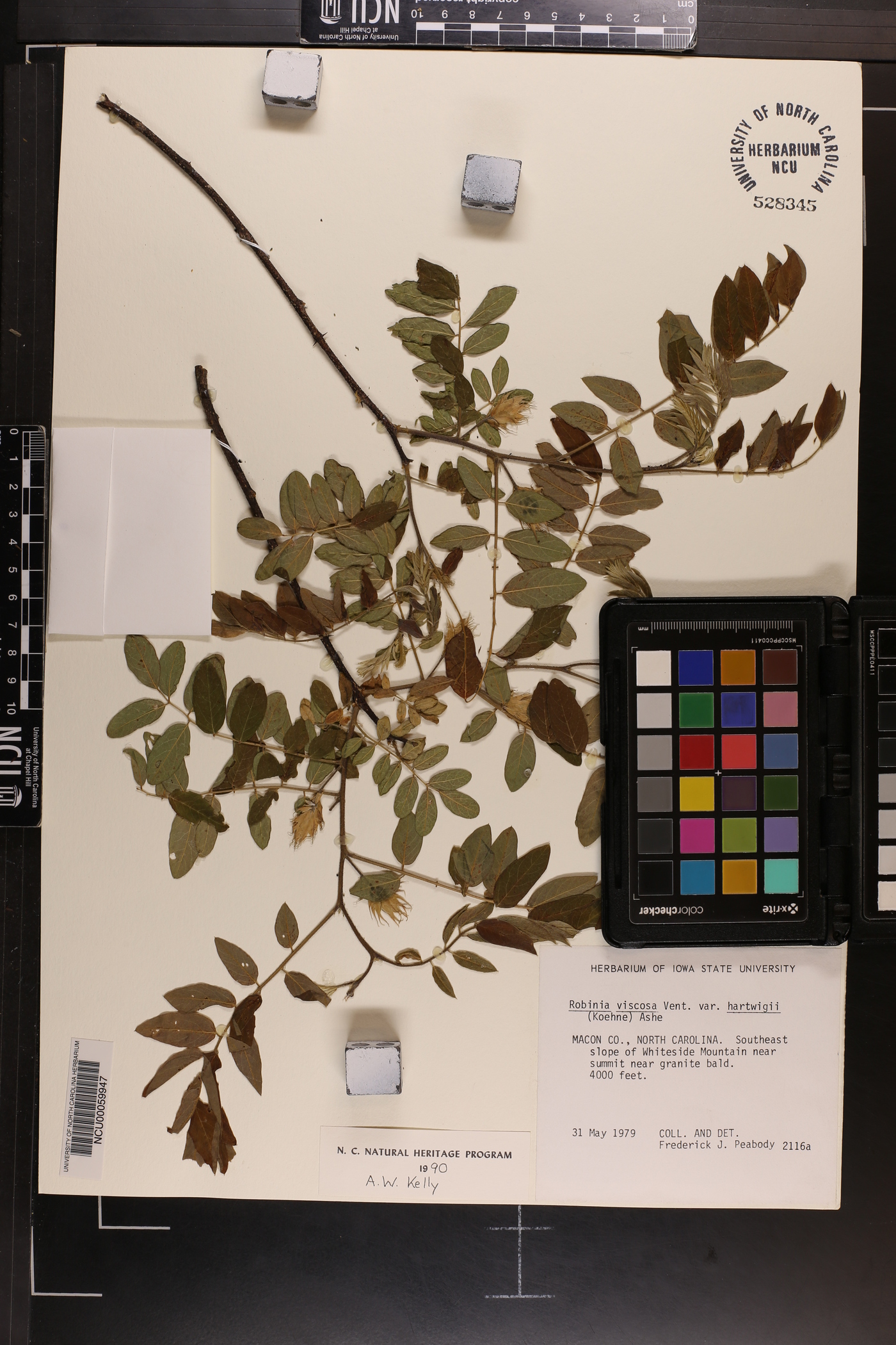 Robinia hartwigii image