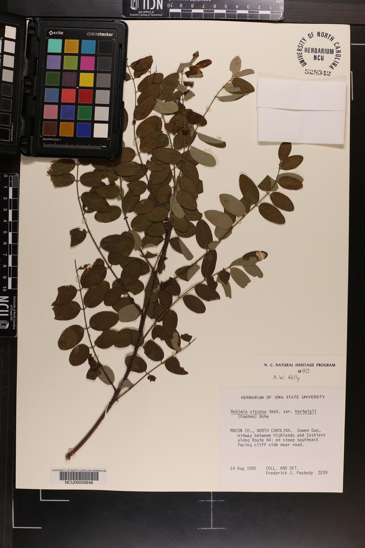 Robinia hartwigii image