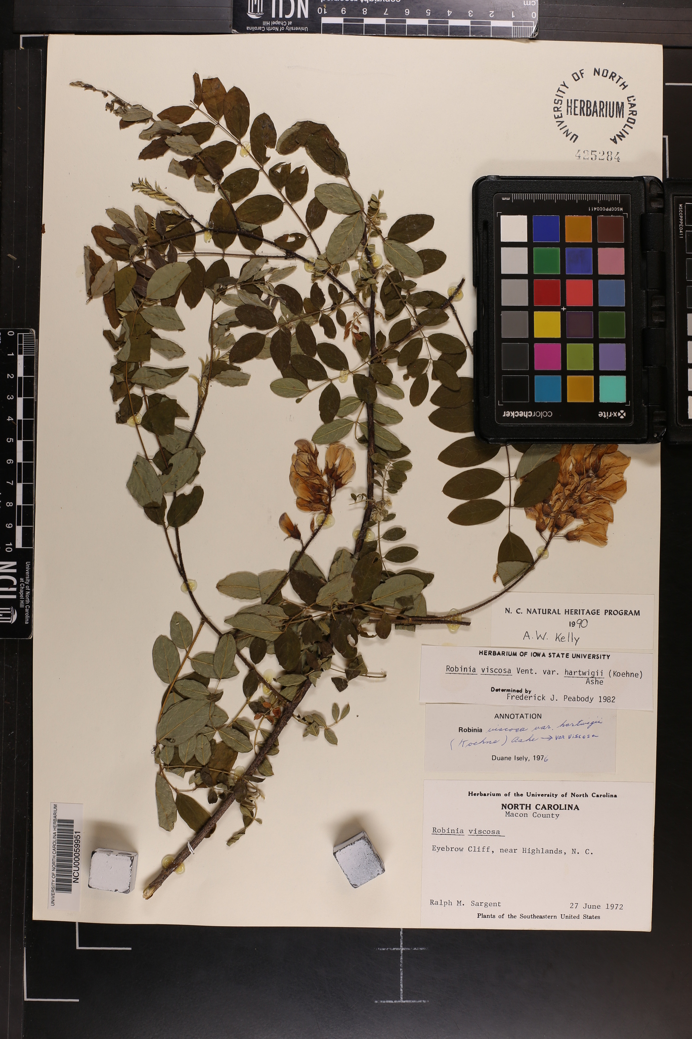 Robinia hartwigii image