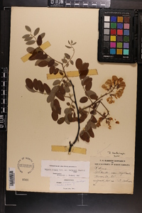 Robinia hartwigii image