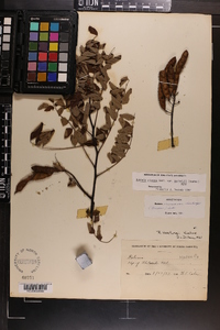 Robinia hartwigii image