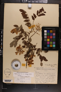 Robinia hartwigii image