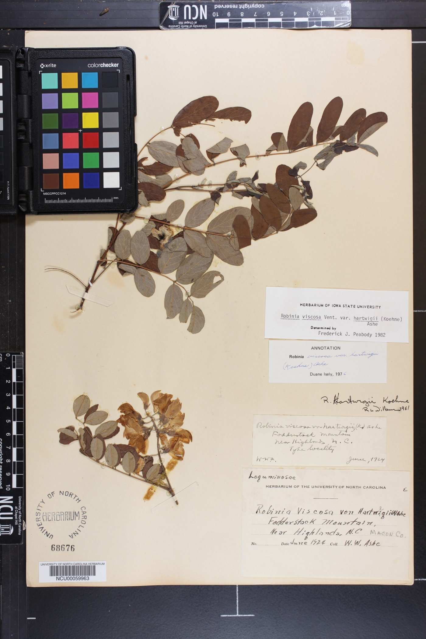 Robinia viscosa var. hartwigii image