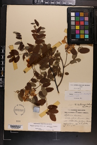 Robinia hartwigii image