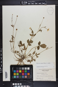 Ranunculus hispidus var. hispidus image