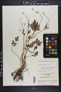 Ranunculus hispidus var. hispidus image