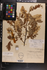 Robinia hartwigii image