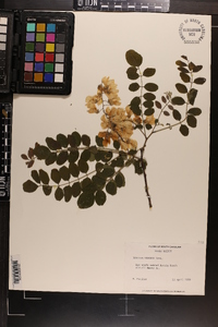 Robinia viscosa image