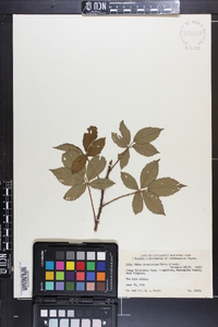 Rubus densissimus image