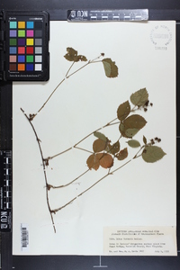 Rubus huttonii image