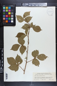 Rubus huttonii image