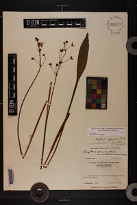 Sagittaria graminea image