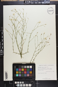 Sabatia brevifolia image