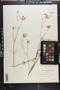 Sabatia grandiflora image