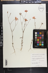 Sabatia grandiflora image