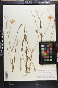 Sabatia grandiflora image