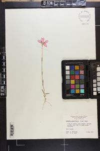 Sabatia grandiflora image