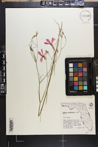 Sabatia grandiflora image