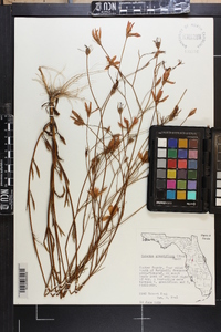 Sabatia grandiflora image