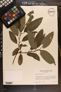 Salix floridana image