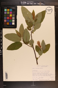 Salix floridana image