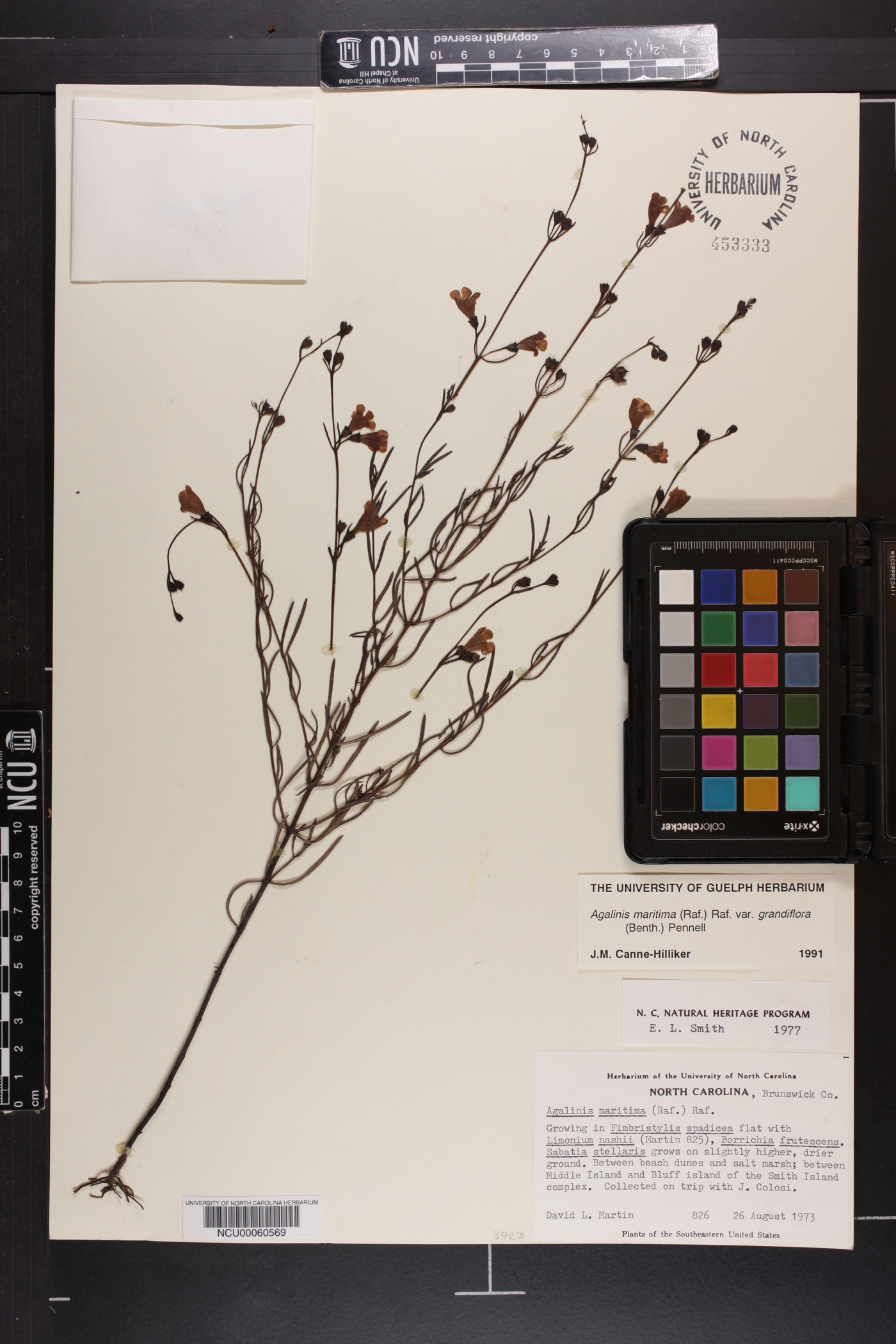 Agalinis maritima image