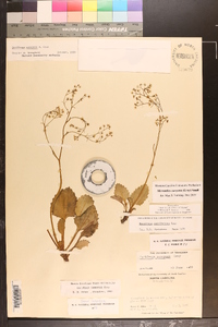 Saxifraga careyana image