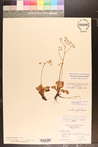 Saxifraga careyana image