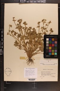 Ranunculus parviflorus image