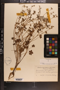 Ranunculus parviflorus image