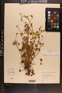 Ranunculus parviflorus image